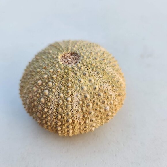 Whole Sea Urchin Fossil Shell Gems and Minerals Rocks Fossils Decor Nautical Nic - Picture 3 of 14